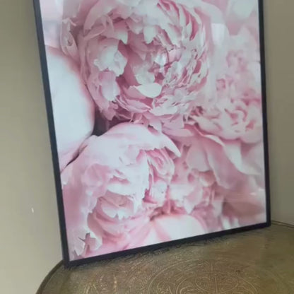 Pink Peony