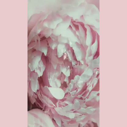 Pink Peony